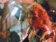 ROOTS Final Scream for SLAYERRR! | on SiriusXM Kerry King of Slayer, by Harald Oimoen