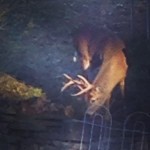 1389277_442535905868440_1145032005_n