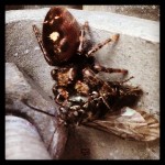 924330_1431412077111854_1367410305_n